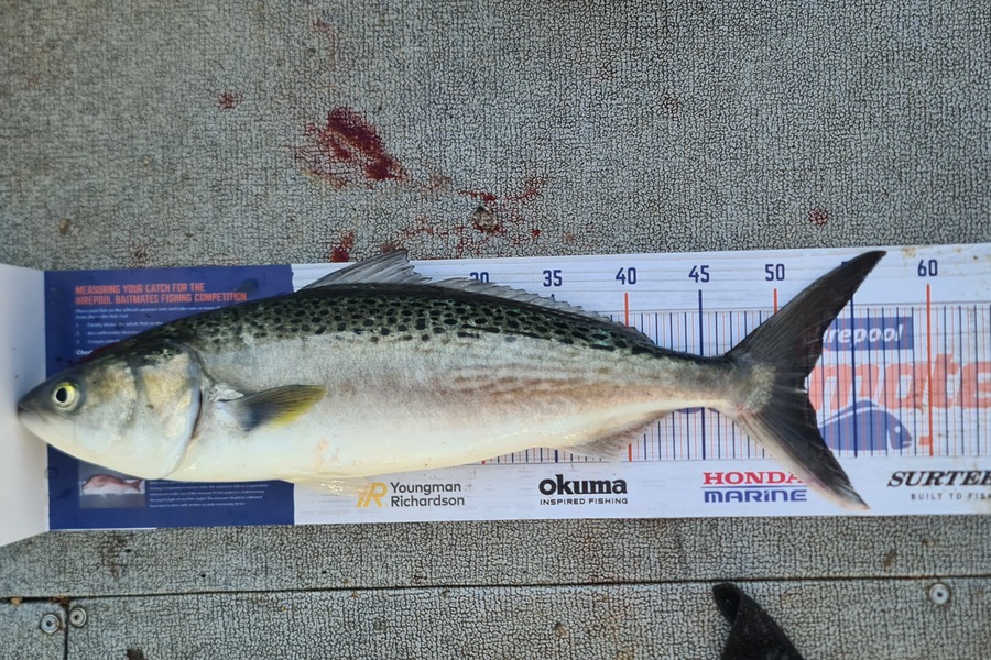 Bevan Harris caught this 51.5cm Kahawai at Waitara during The Export NZ Fishing Competition