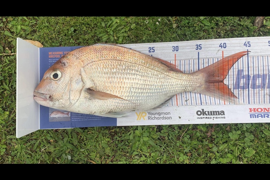 Jake Leith caught this 40.0cm Snapper at Muriwai  during The Export NZ Fishing Competition