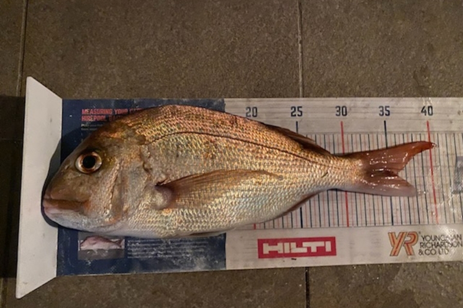 Mark Ray caught this 35.0cm Snapper at Northland during The Export NZ Fishing Competition