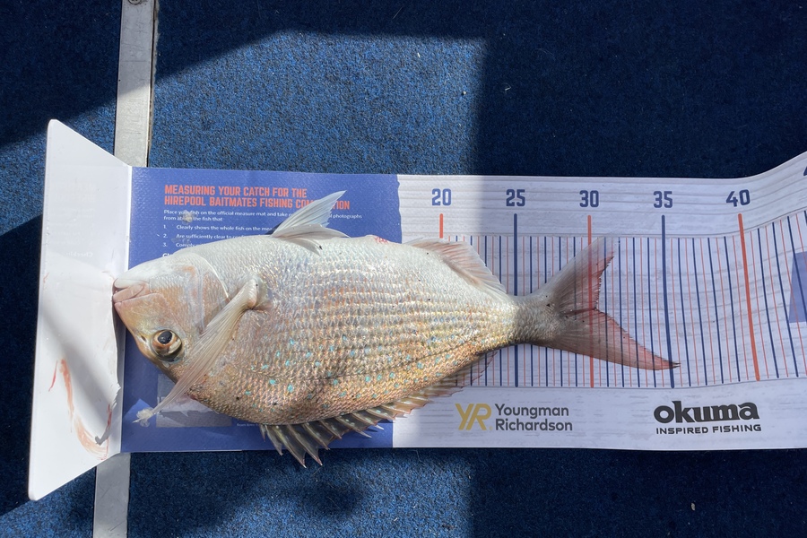 Enzo Sanders caught this 30.0cm Snapper at Malbourough sounds during The Export NZ Fishing Competition