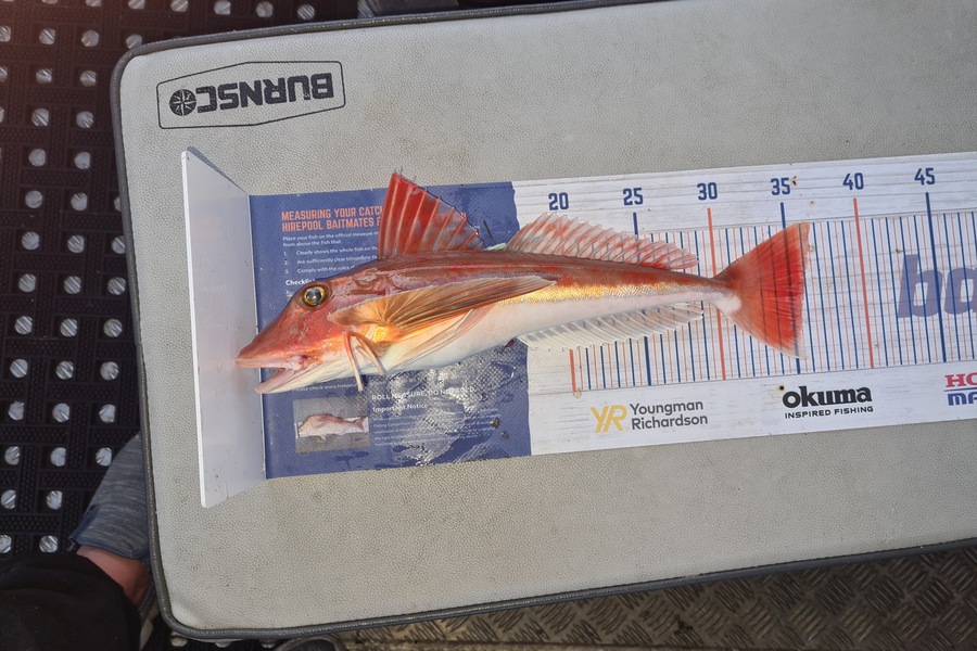 David Kovacs caught this 35.5cm Gurnard at Wellington harbor  during The Export NZ Fishing Competition