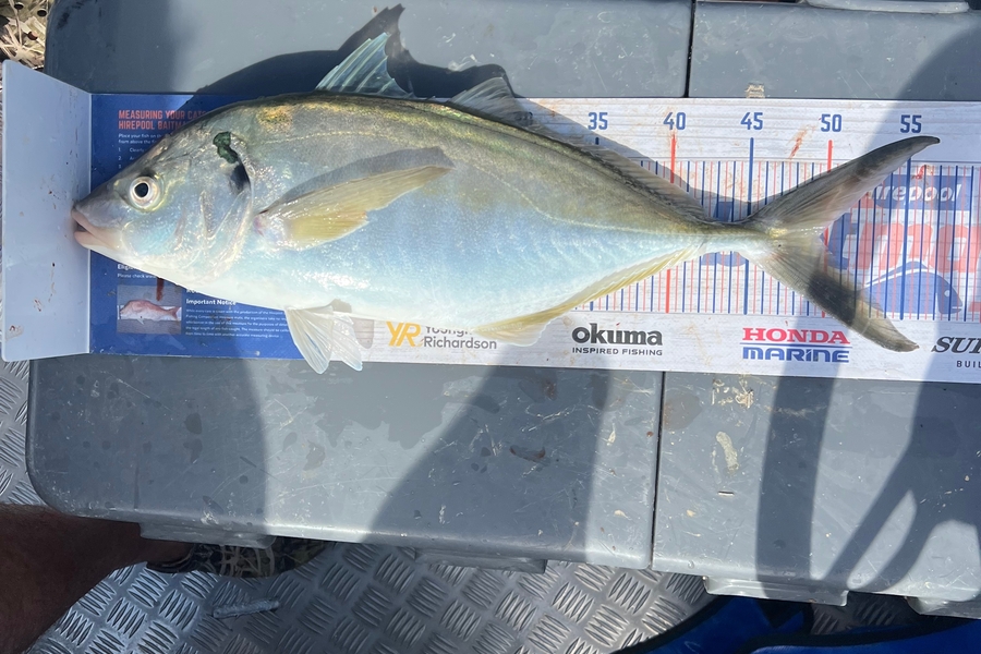 Henk Du Toit caught this 49.5cm Trevally at Kapiti during The Export NZ Fishing Competition