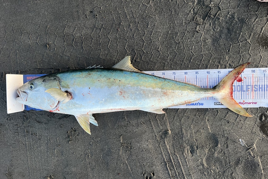 Henk Du Toit caught this 101cm Kingfish at Kapiti during The Export NZ Fishing Competition