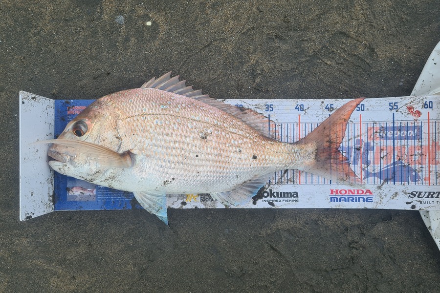 Mitchell Lindsay caught this 46.0cm Snapper at Bb during The Export NZ Fishing Competition