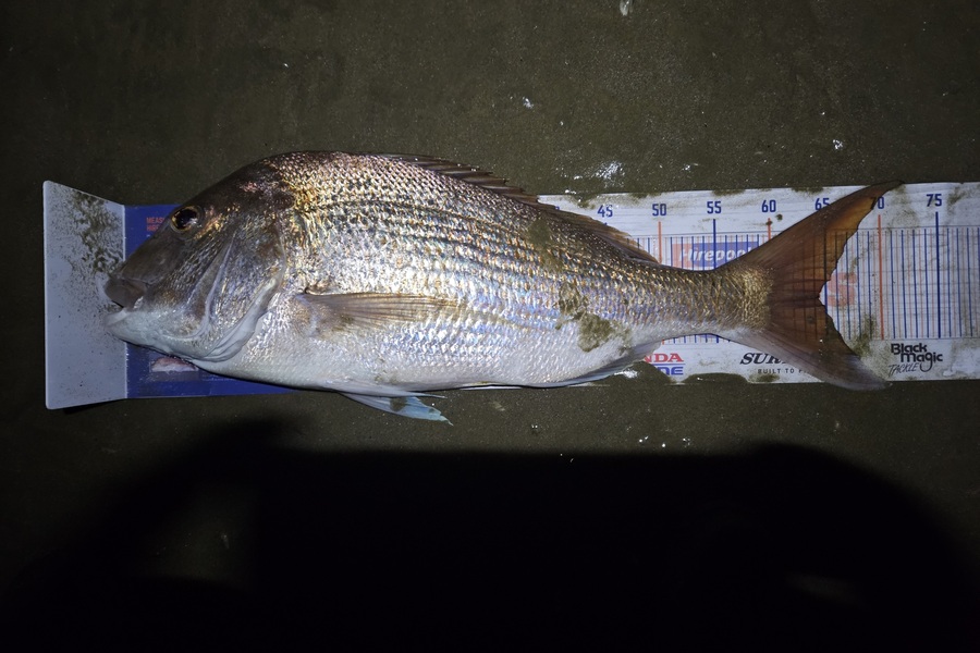 Andre Zowitzkey caught this 64.5cm Snapper at North during The Export NZ Fishing Competition