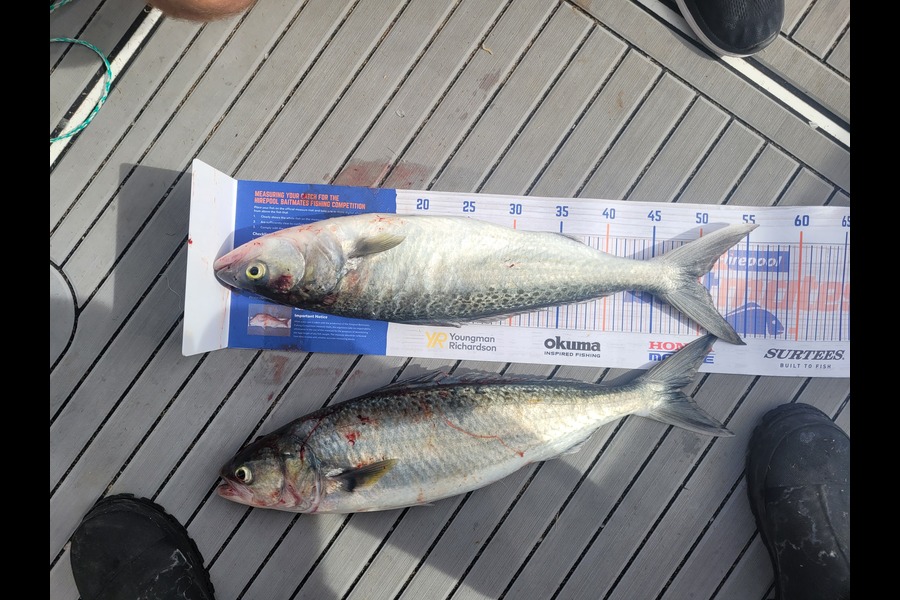 Andrew Church caught this 50.0cm Kahawai at Te kaha during The Export NZ Fishing Competition