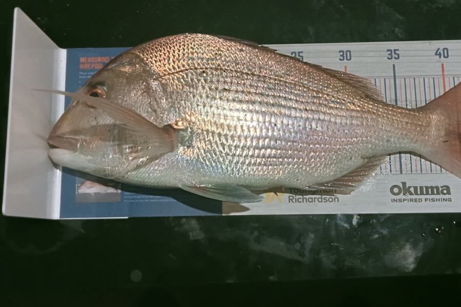 Michael Tynan caught this 43.5cm Snapper at Taranaki  during The Export NZ Fishing Competition
