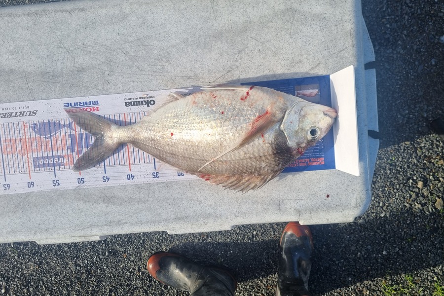 chay ororke caught this 46cm Tarakihi at kapiti during The Export NZ Fishing Competition