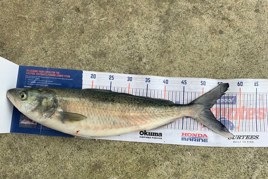 Nathan Carter caught this 52.0cm Kahawai at Whangarei during The Export NZ Fishing Competition