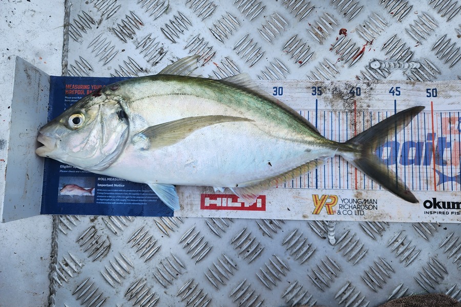 Kieran  Rawlinson caught this 42.0cm Trevally at Kapiti during The Export NZ Fishing Competition