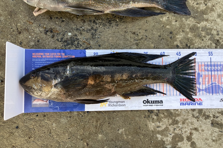 Douglas Hendry caught this 50.0cm Butterfish at Bluff during The Export NZ Fishing Competition