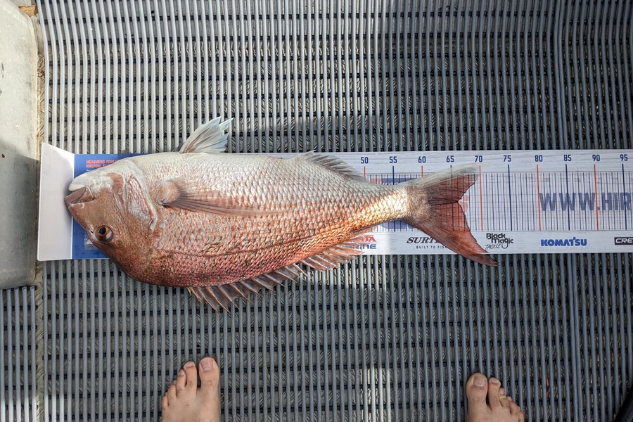 Sherlock Holmes caught this 66.0cm Snapper at Abel Tasman  during The Export NZ Fishing Competition