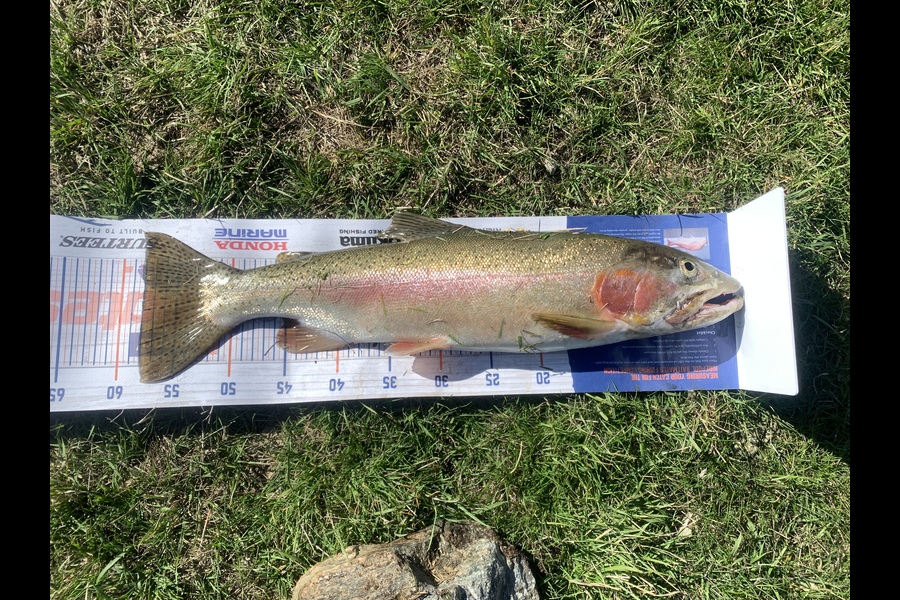 James Towers caught this 58.0cm Trout at Jacks point during The Export NZ Fishing Competition