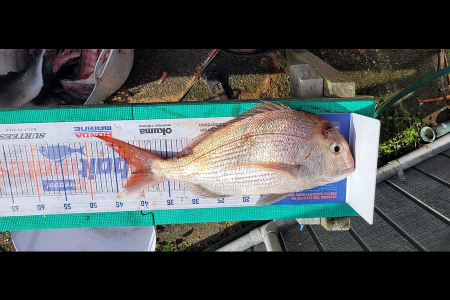 Caden Schreuder caught this 42.0cm Snapper at Kapiti during The Export NZ Fishing Competition