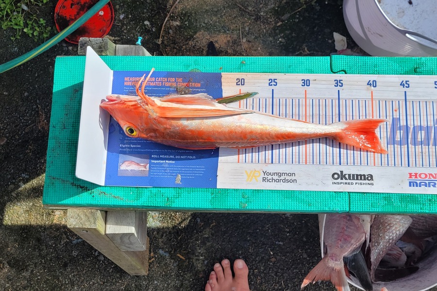 Goldy Schreuder caught this 40.0cm Gurnard at Kapiti  during The Export NZ Fishing Competition