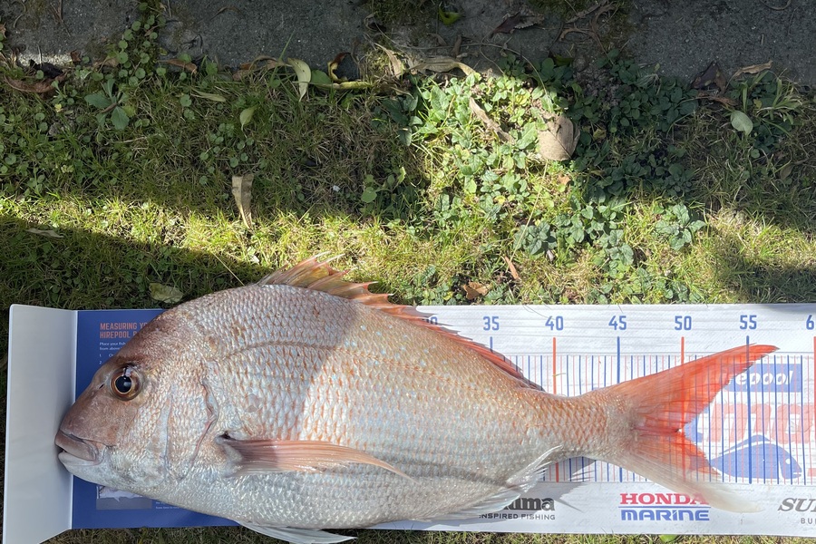 Richard Best caught this 49.5cm Snapper at Foxton Beach during The Export NZ Fishing Competition