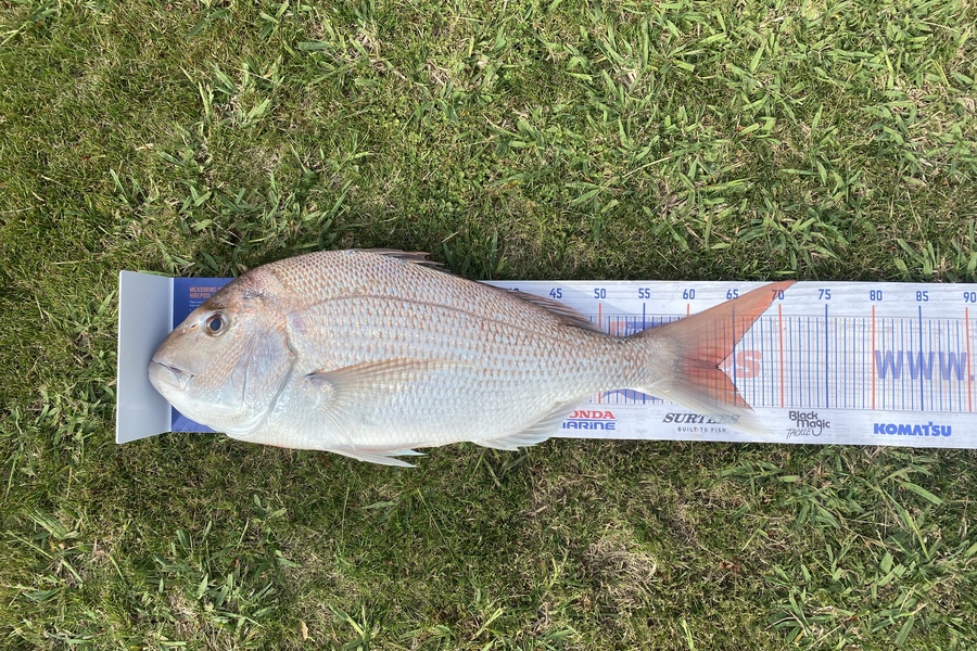 Jake Burridge caught this 63.0cm Snapper at Tasman Bay  during The Export NZ Fishing Competition