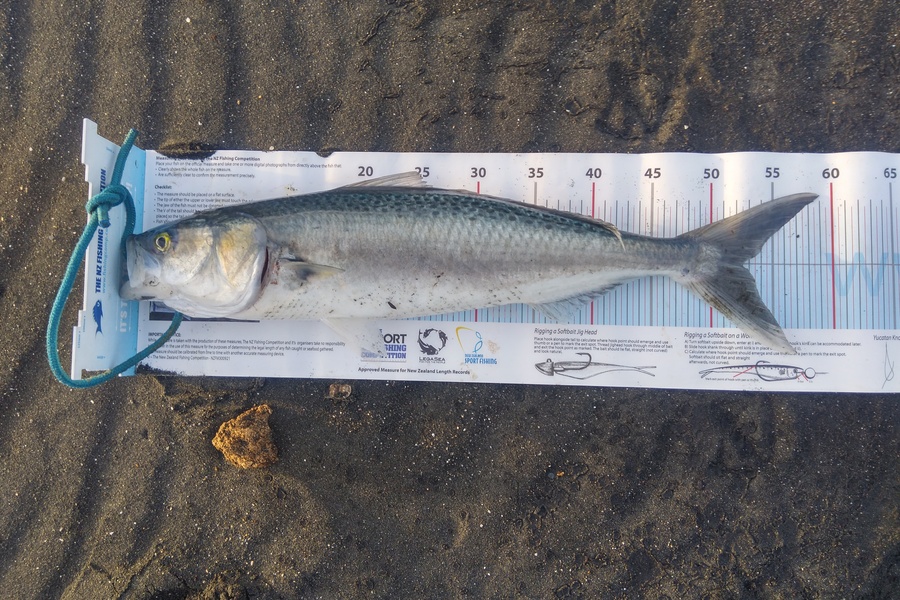 Richard Cash caught this 52.5cm Kahawai at Whanganui during The Export NZ Fishing Competition