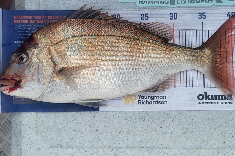 Curtis Barnes caught this 40.0cm Snapper at Malbrough sounds  during The Export NZ Fishing Competition