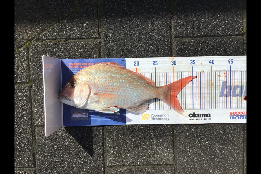 Mason Gestro caught this 30.5cm Snapper at Kapiti during The Export NZ Fishing Competition