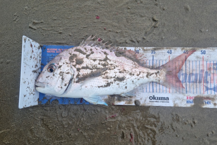 Jayden Emtage caught this 42.5cm Snapper at glinks gully during The Export NZ Fishing Competition