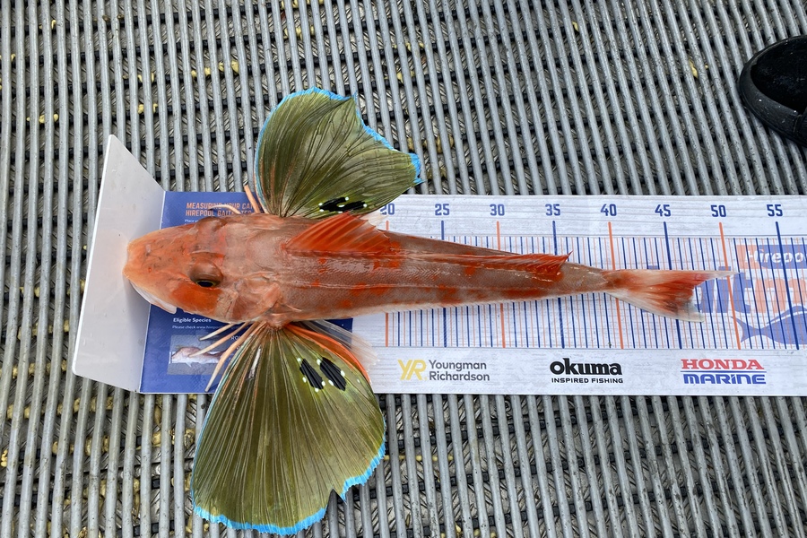 Spencer Michaels caught this 46.0cm Gurnard at Kapiti during The Export NZ Fishing Competition