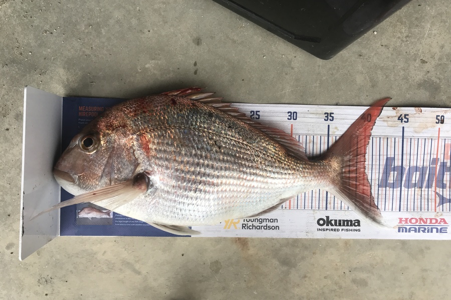 Kraig Steiner caught this 40.0cm Snapper at Kaipara during The Export NZ Fishing Competition