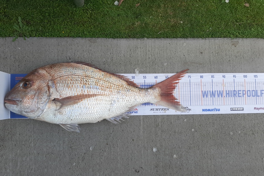 Fraser Gillespie caught this 67.0cm Snapper at Patea during The Export NZ Fishing Competition