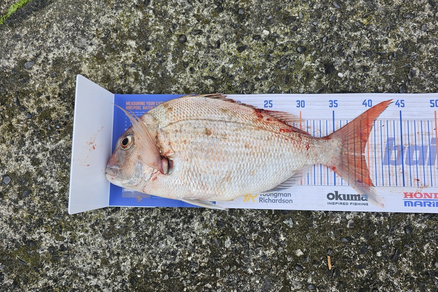 Peter Nirai caught this 39.5cm Snapper at Scorching Bay Wellington  during The Export NZ Fishing Competition