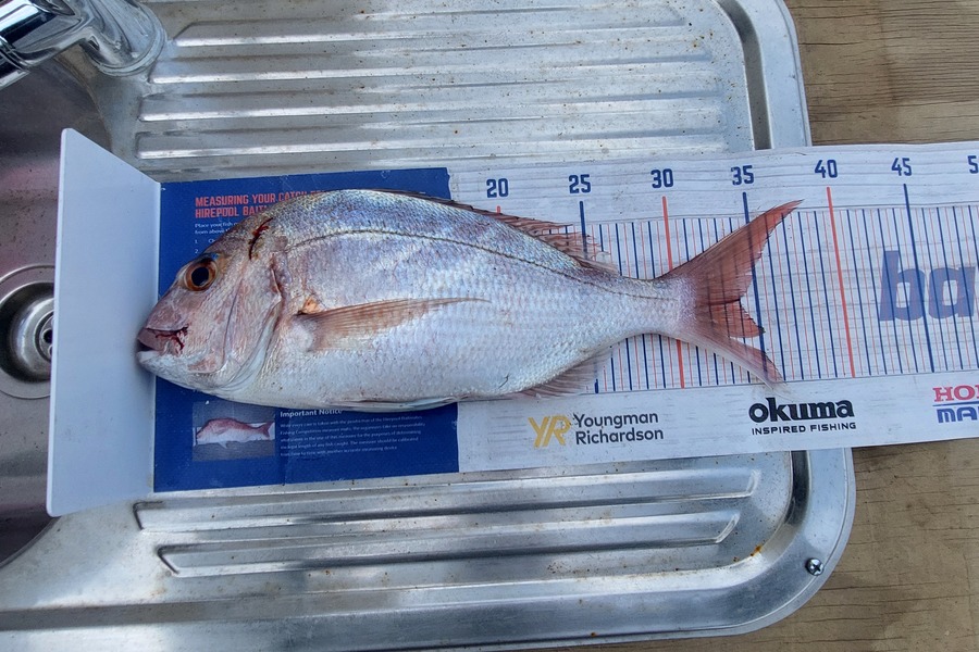Trevor Hopson caught this 34.0cm Snapper at Pukehina  during The Export NZ Fishing Competition
