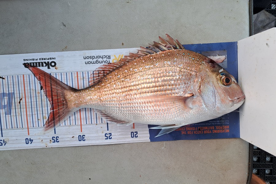 Harry Kovacs caught this 35.0cm Snapper at Wellington Harbour during The Export NZ Fishing Competition