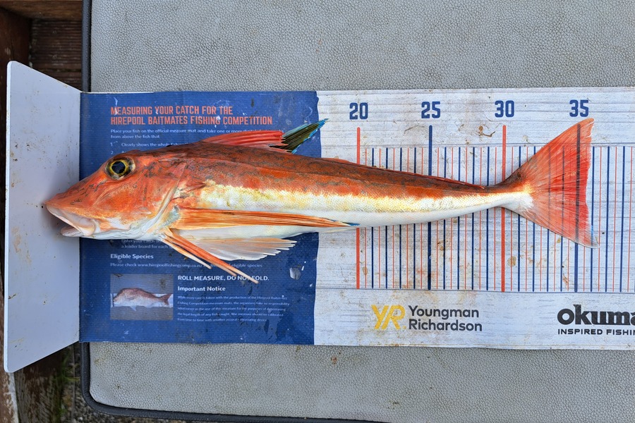 Harry Kovacs caught this 35.5cm Gurnard at Wellington Harbour during The Export NZ Fishing Competition