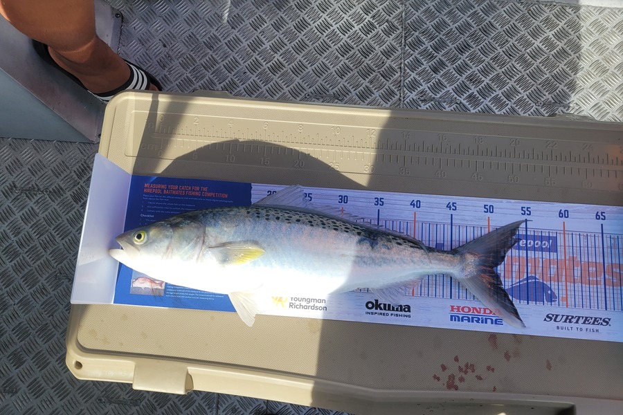 Aaron Knowles caught this 50.5cm Kahawai at Bay of plenty during The Export NZ Fishing Competition