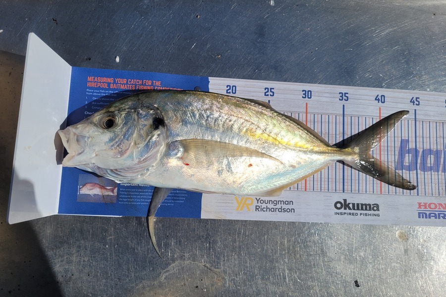 Aaron Knowles caught this 38.0cm Trevally at Bay of plenty during The Export NZ Fishing Competition