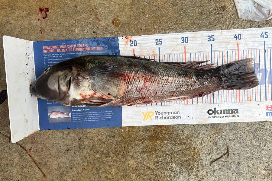 Henk Du Toit caught this 42.5cm Blue Cod at Wellington south coast  during The Export NZ Fishing Competition