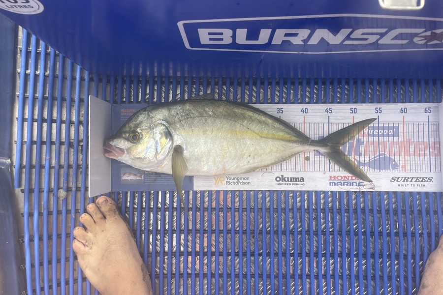 Kieran Daly caught this 47.0cm Trevally at Kapiti  during The Export NZ Fishing Competition