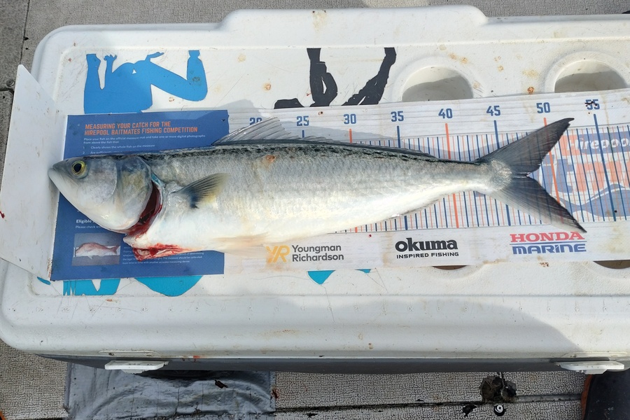William Matehe Townsend caught this 47.0cm Kahawai at Pukerua bay during The Export NZ Fishing Competition