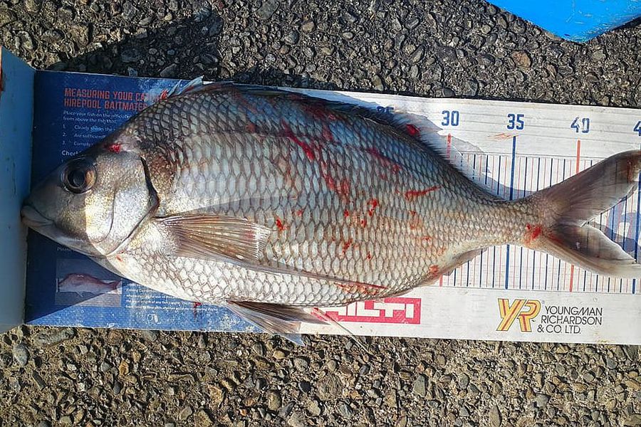Leigh Page caught this 40.5cm Tarakihi at Wellington south coast during The Export NZ Fishing Competition