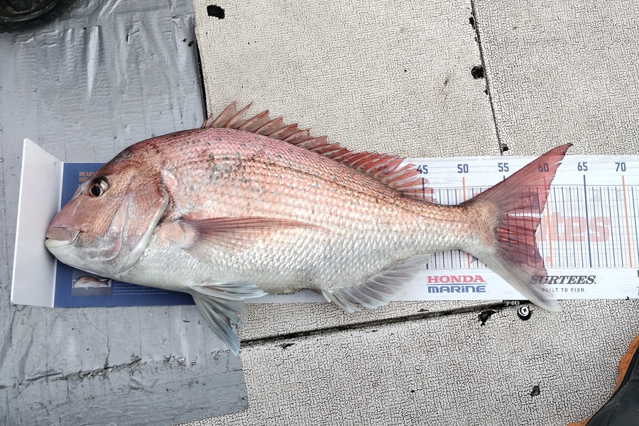 William Matehe Townsend caught this 58.0cm Snapper at Pukerua bay during The Export NZ Fishing Competition