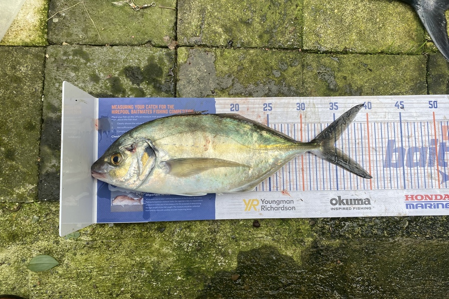 Hone Walker caught this 35.0cm Trevally at Pukerua bay during The Export NZ Fishing Competition
