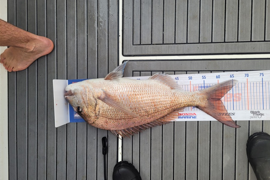 Andrew Church caught this 60.0cm Snapper at Te kaha during The Export NZ Fishing Competition
