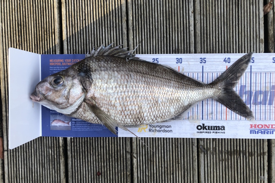 Jordan Froome caught this 41.0cm Tarakihi at Port Taranaki during The Export NZ Fishing Competition