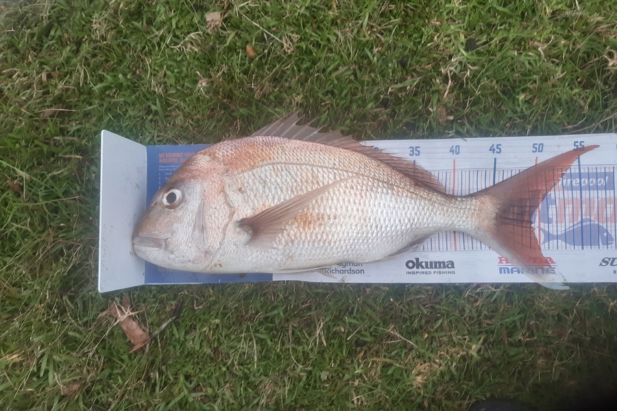 Clinton Emtage caught this 49.0cm Snapper at Glinks gully during The Export NZ Fishing Competition