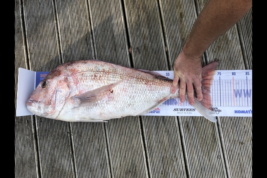 Andrew Froome caught this 71.0cm Snapper at Port Taranaki  during The Export NZ Fishing Competition