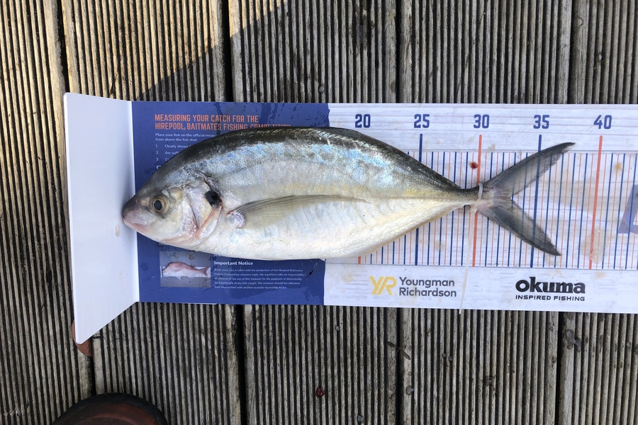 Jordan Froome caught this 32.5cm Trevally at Port taranaki during The Export NZ Fishing Competition