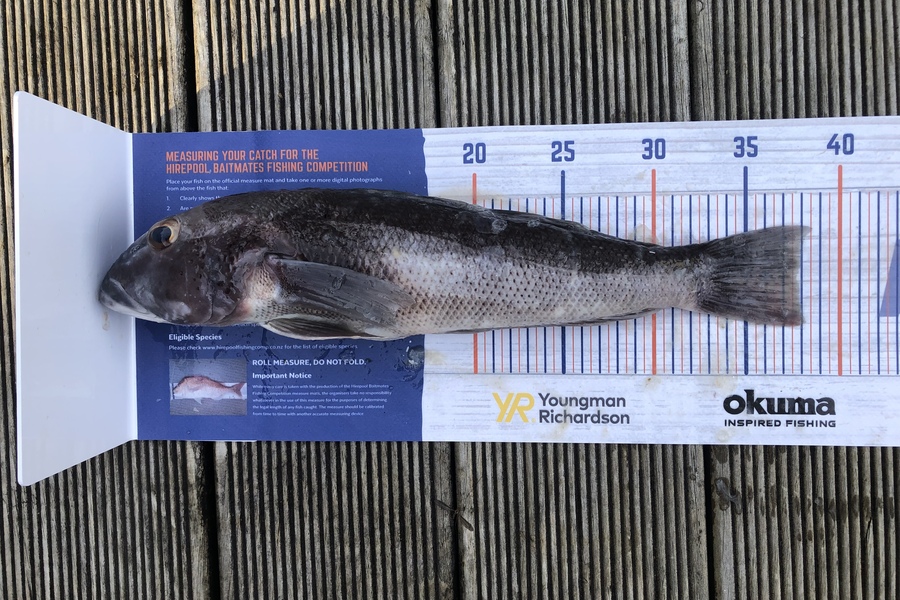 Jordan Froome caught this 37.5cm Blue Cod at Port Taranaki  during The Export NZ Fishing Competition