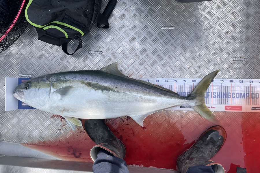Nathan Blackburn caught this 106.0cm Kingfish at Kapiti during The Export NZ Fishing Competition