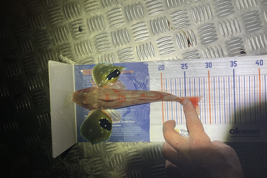 Nathan Blackburn caught this 27.5cm Gurnard at Kapiti during The Export NZ Fishing Competition