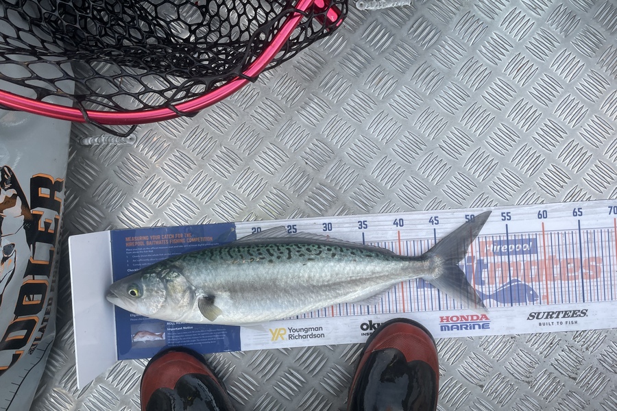 Nathan Blackburn caught this 48.0cm Kahawai at Kapiti during The Export NZ Fishing Competition