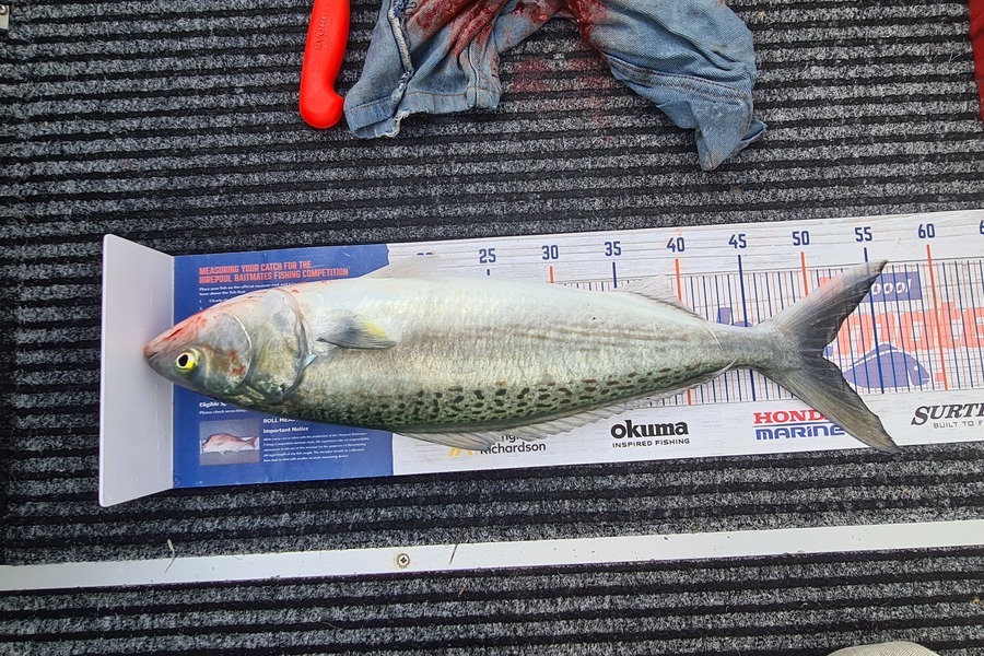 Carl McCoy caught this 50.5cm Kahawai at Kau Bay Wellington  during The Export NZ Fishing Competition